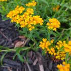I 🧡 Tarragon blooms. The smell, look, and taste is 😍 – Reddit Post