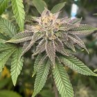 Barneys farm runtz x layer cake and lsd first ever grow – Reddit Post