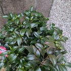 Brown coloration in my camellia leaves. Is this normal?