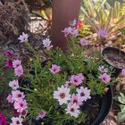 What’s happening to my Marguerite Daisies?