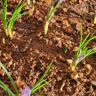 Saffron is starting to come in! First time growing… – Reddit Post
