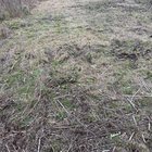 Turn this is grass?