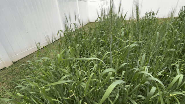 My wheat is doing fantastic. Let see who gets the movie reference. – Reddit Post