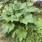 My 2024 zucchini adventure – Reddit Post