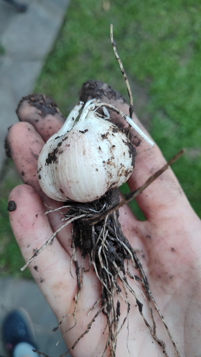 First garlic ever – Reddit Post