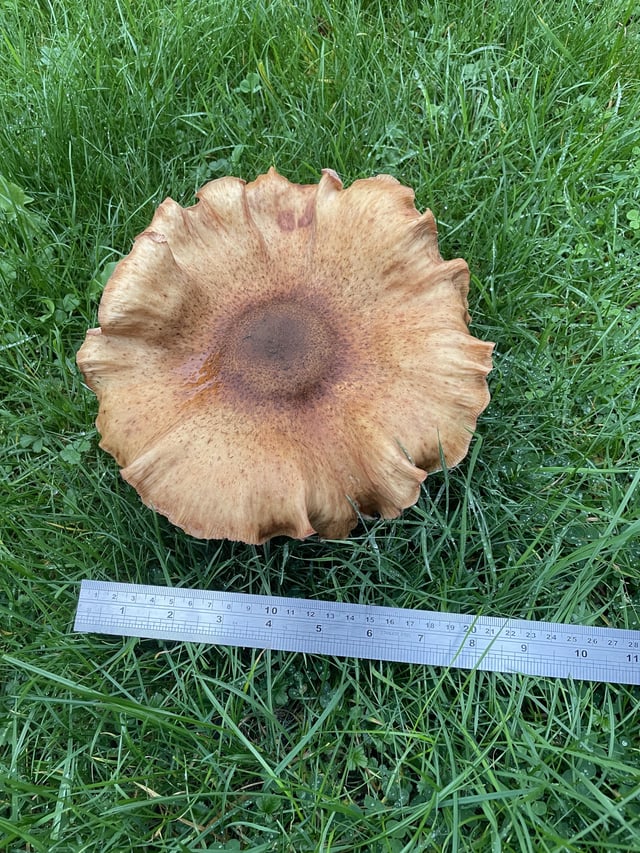 Enormous 🍄