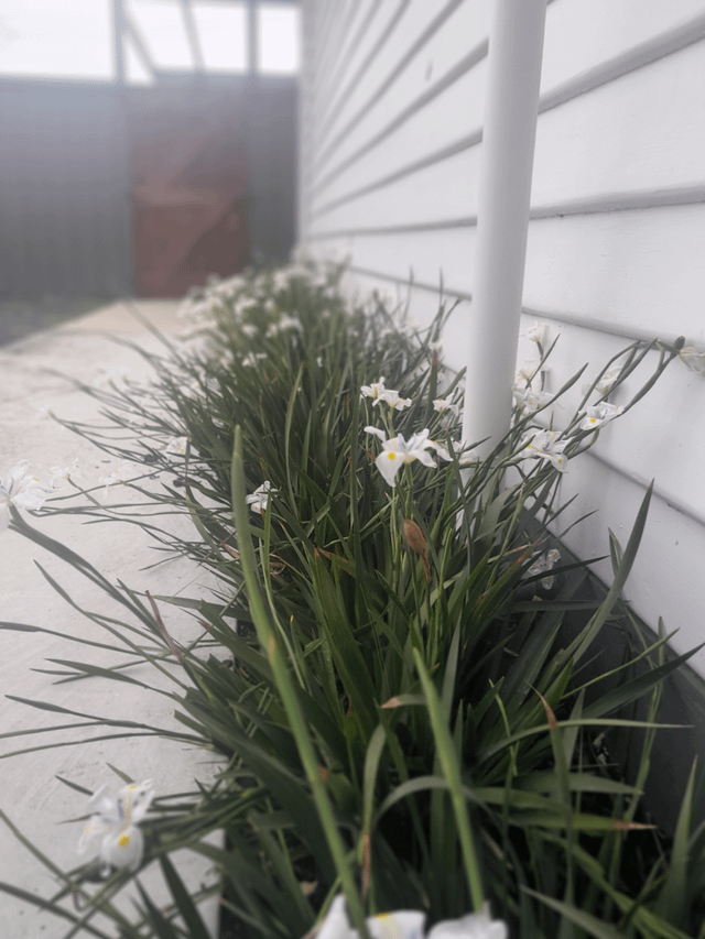 Wild iris