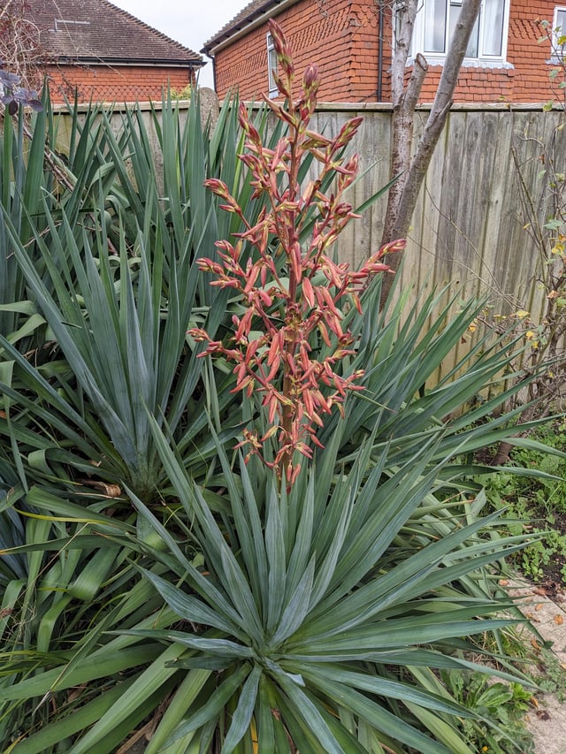 Yucca’s – specifically Spanish Dagger. Keep or remove?
