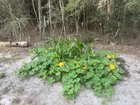 Planted too late in the year, still had fun doing it. – Reddit Post
