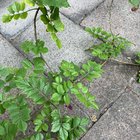 Whats the name of this vine?