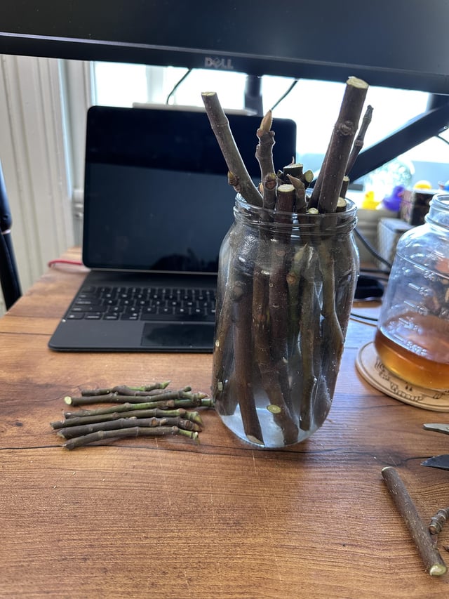 Going to try propagating figs from cuttings – Reddit Post