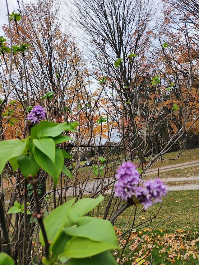 Lilac blooming Nov 1? – Reddit Post