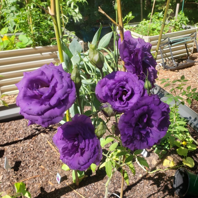 My lisianthus 💜 before the storm – Reddit Post