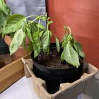 What is wrong with my Basil? – Reddit Post