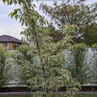 Should I prune it?