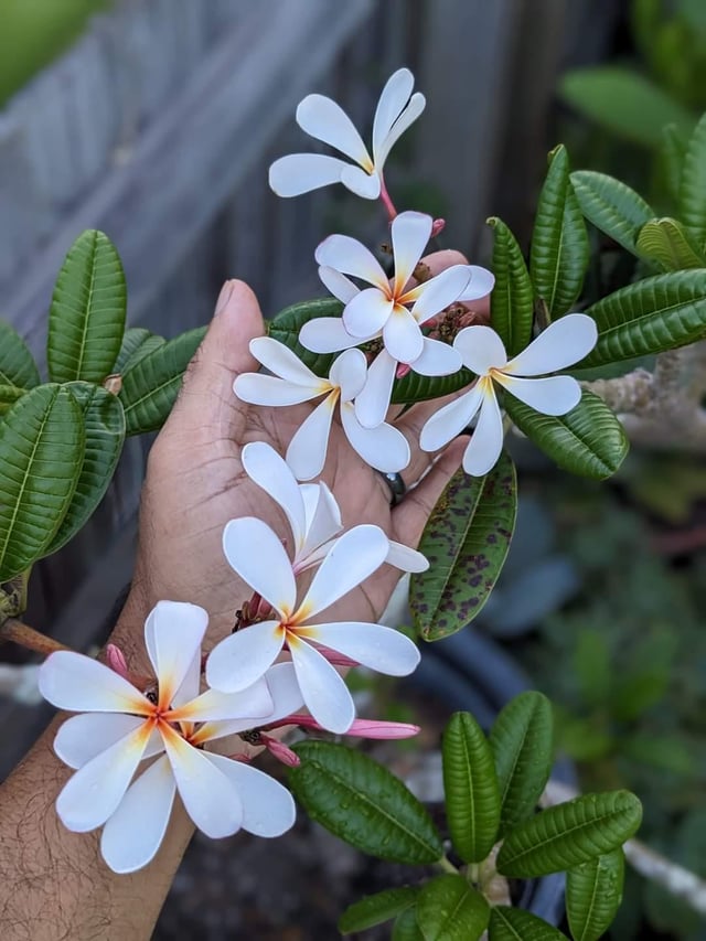 Plumeria – Dwarf Singaporean – Reddit Post