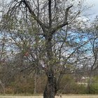What kind of apple tree do I have? – Reddit Post