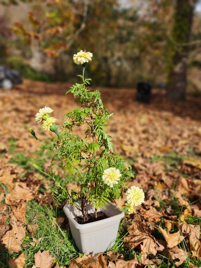 Why do my marigolds look so tall and weed-y with little blooms? Or is it okay? New to this, thank you – Reddit Post