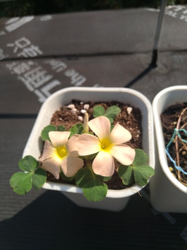 oxalis pulchella – Reddit Post