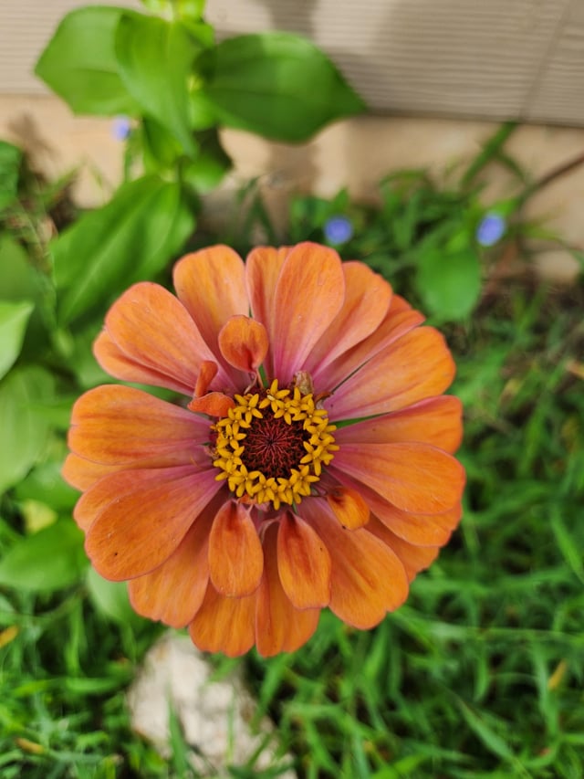 & she shall be named, Flower Power! – Reddit Post