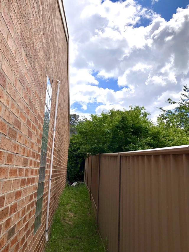 Should I cut back my neighbour’s Japanese maple while I can still reach it?