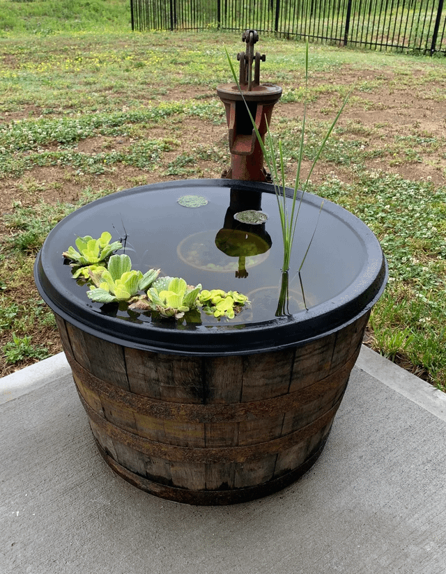 It’s not much but here is my little container pond – Reddit Post