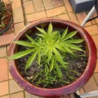 Grass Grown Marijuana – Reddit Post