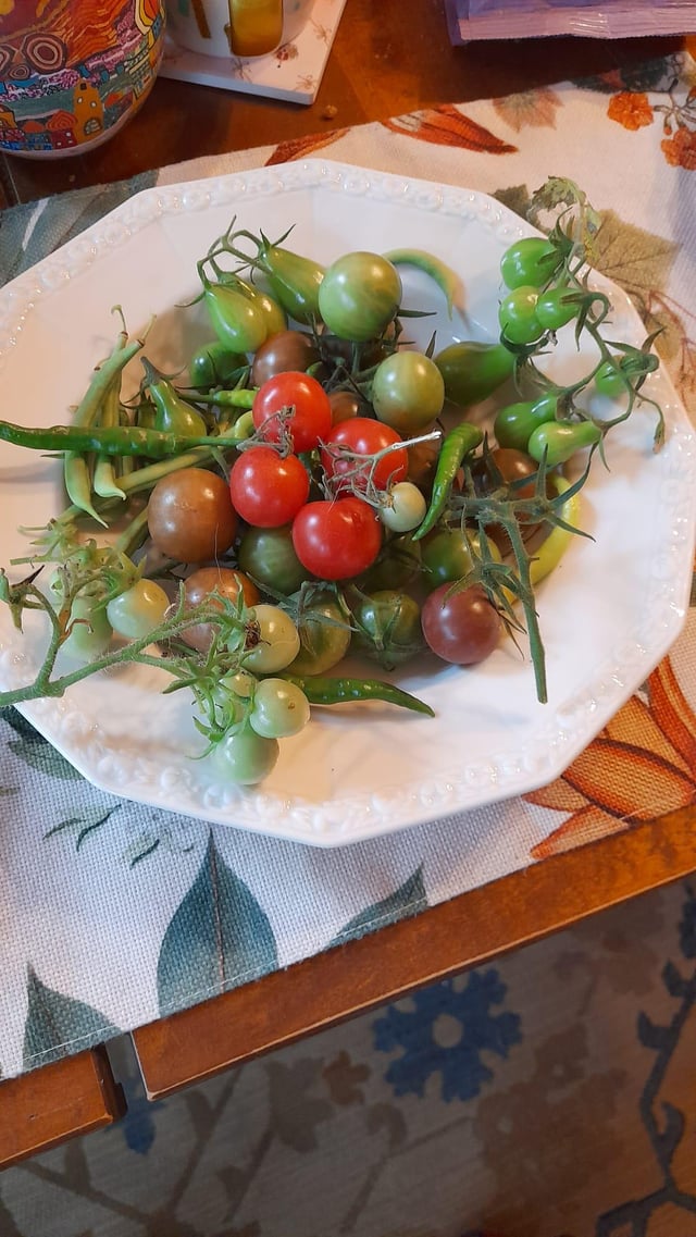Final (and biggest..) harvest of the year before frost – Reddit Post