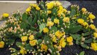 What to do with a volunteer cactus? – Reddit Post