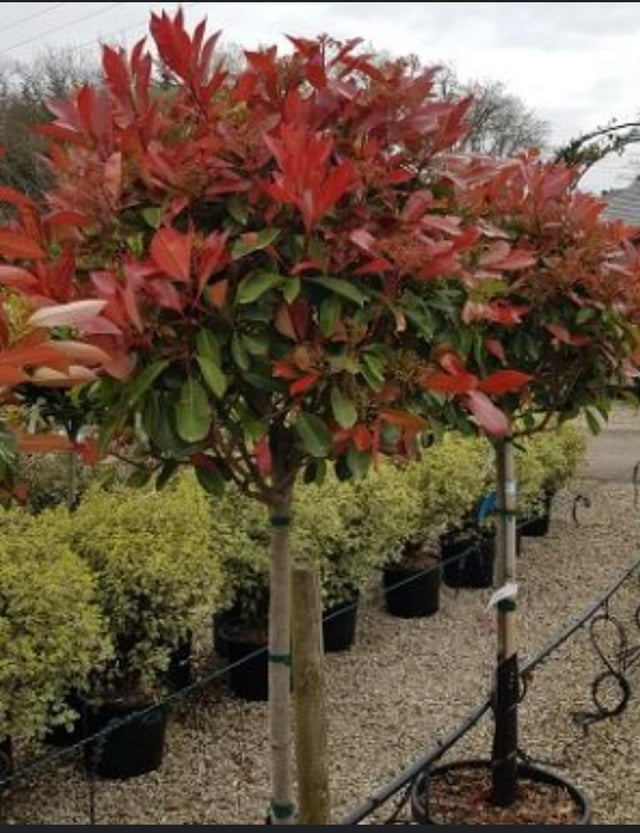Red Robin half standard tree