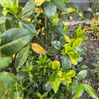 Help with gardenias