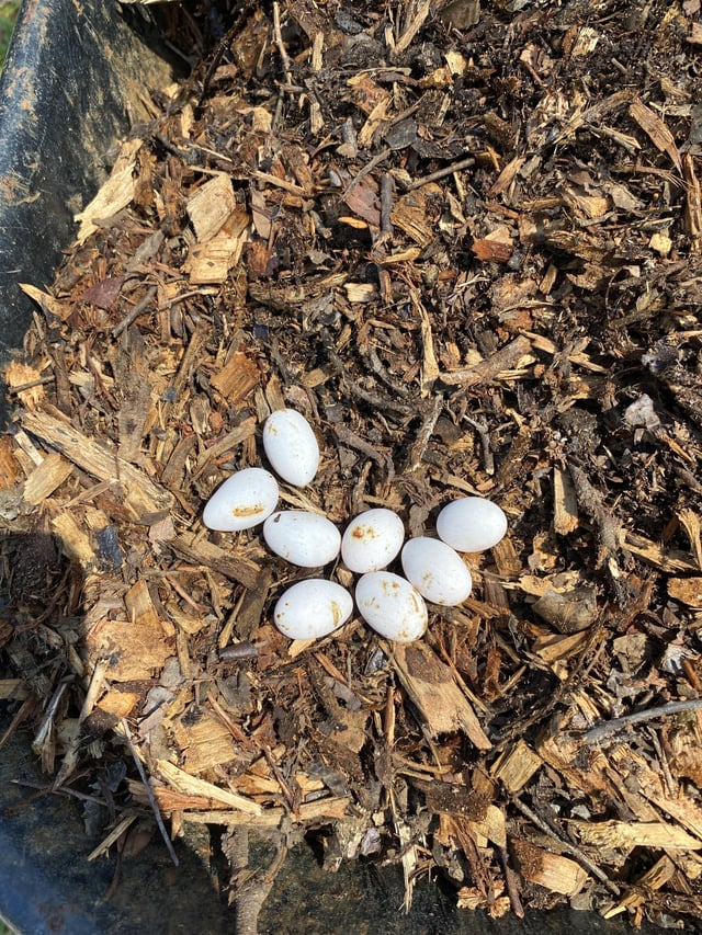 Egg ID