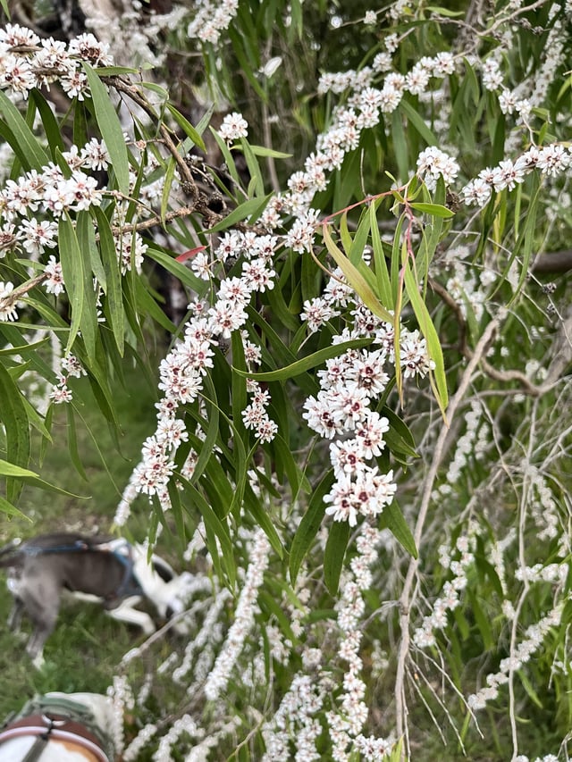 What tree is this, that’s started flowering in Victoria in the last couple weeks?