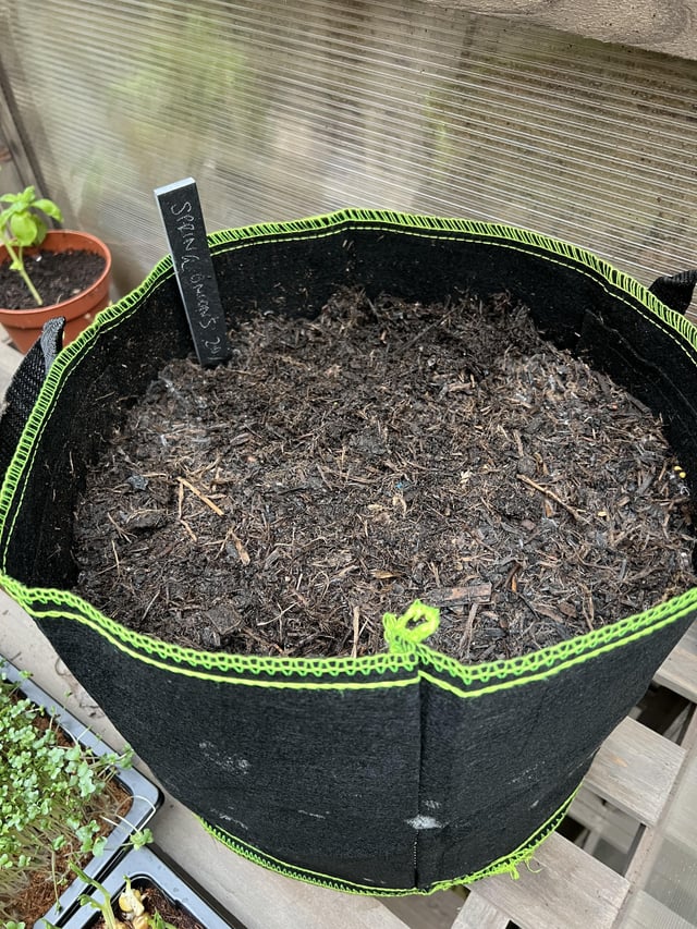 Spring onions not germinating – new to this!