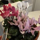 Cyclamen labelled as houseplants?