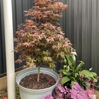 Japanese maple – New leaves wilting