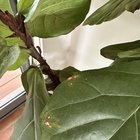 What does my fiddle leaf need?