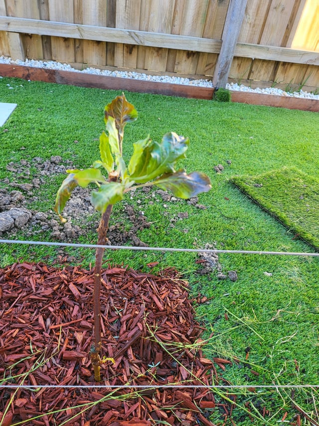 Apple sapling