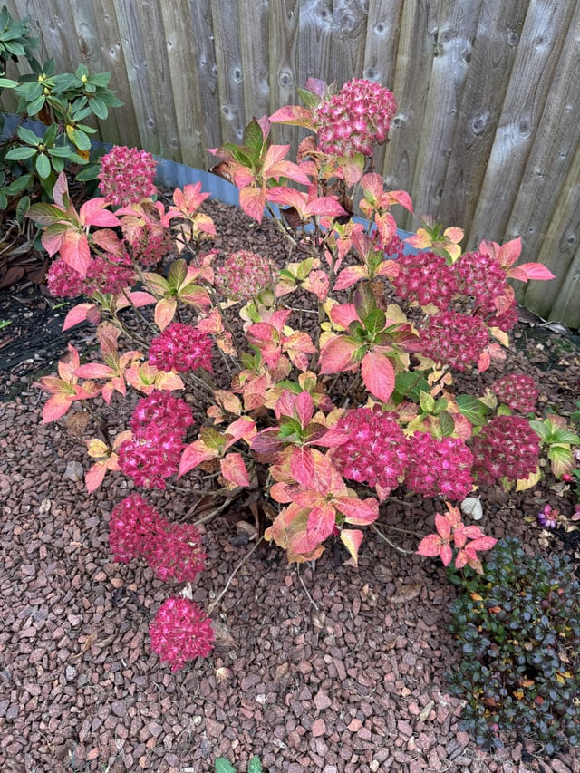 Bright red hydrangea – Reddit Post