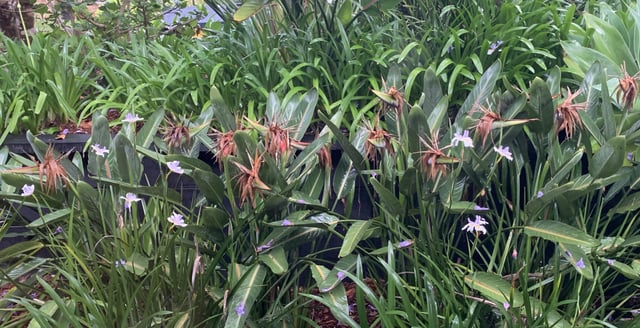 Birds of paradise flowers – cut or leave?