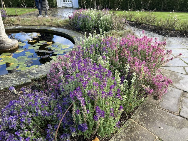 What Are The Names Of These Salvias From Emmett’s Garden, National Trust, Kent?