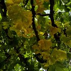 Anyone know what’s up with my grapevine?