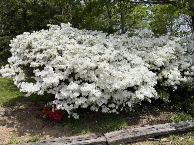 The azaleas look extra fluffy this year – Reddit Post