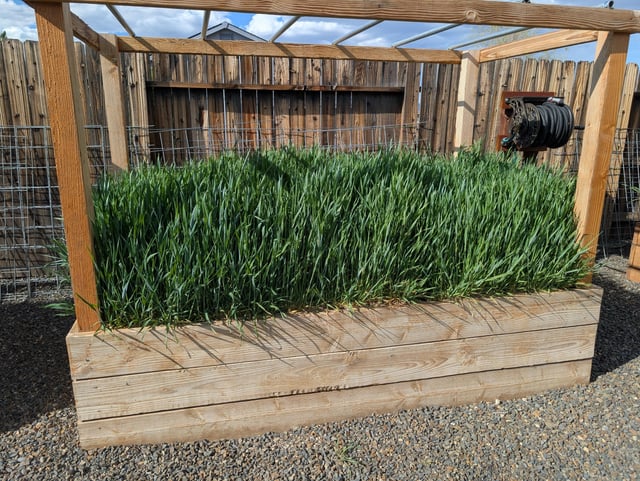 Watching my cover crop grow while simultaneously being jealous seeing all y’all plant your gardens – Reddit Post