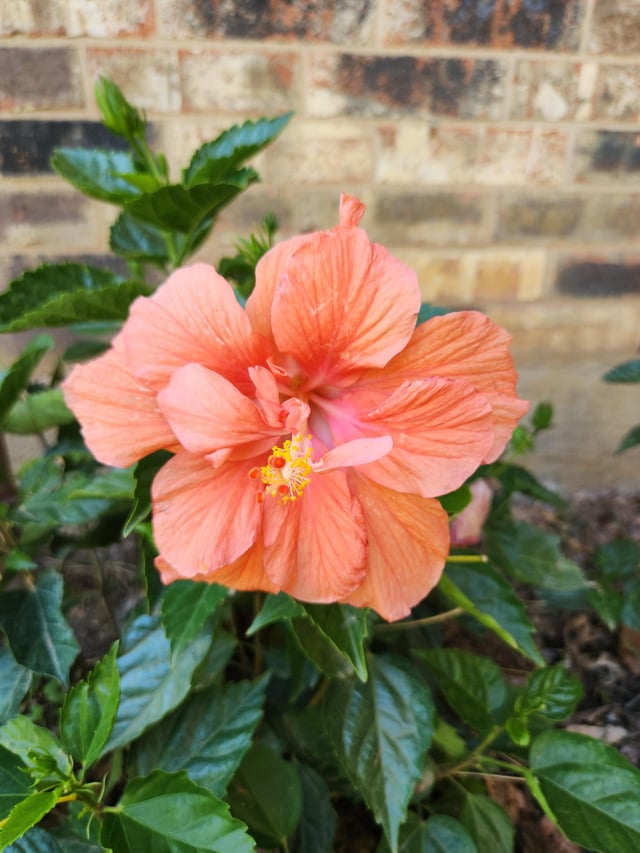 My hibiscus – Reddit Post