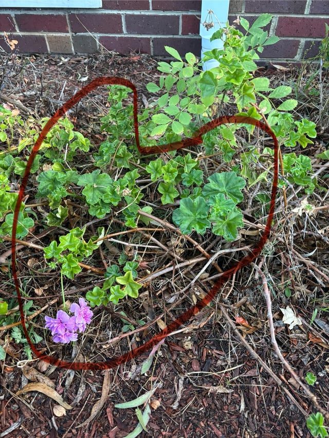 What is this plant??