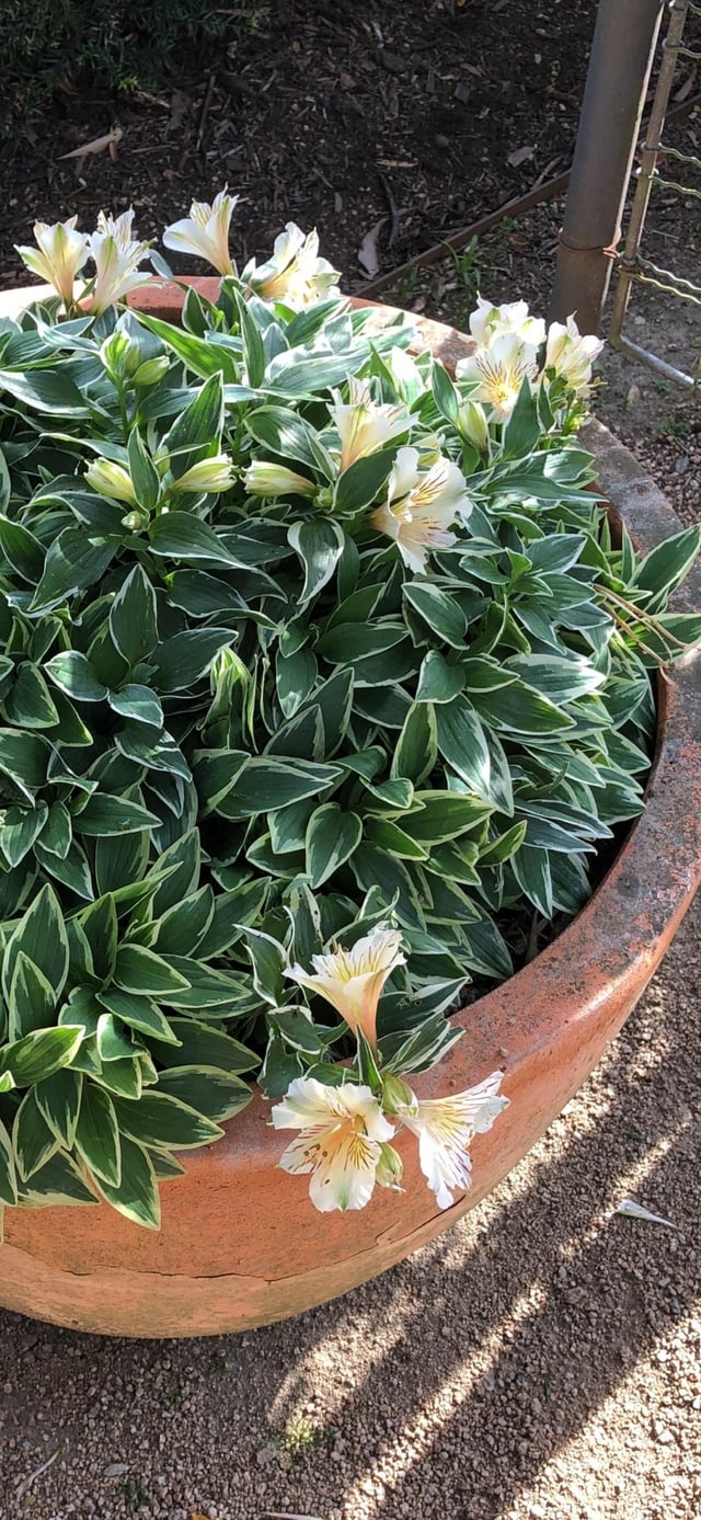 What is this pretty flower