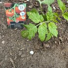 Wtf happened to my Tomato plant?