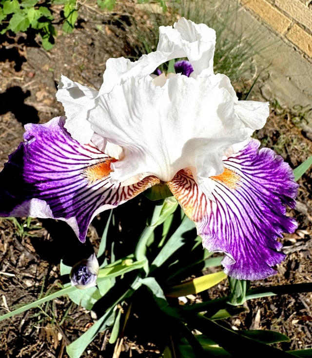 Been waiting 2 yrs to see what iris this was and it didn’t dissapoint 😍 – Reddit Post