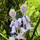 Waterlogged bluebells 🩵☔️ – Reddit Post
